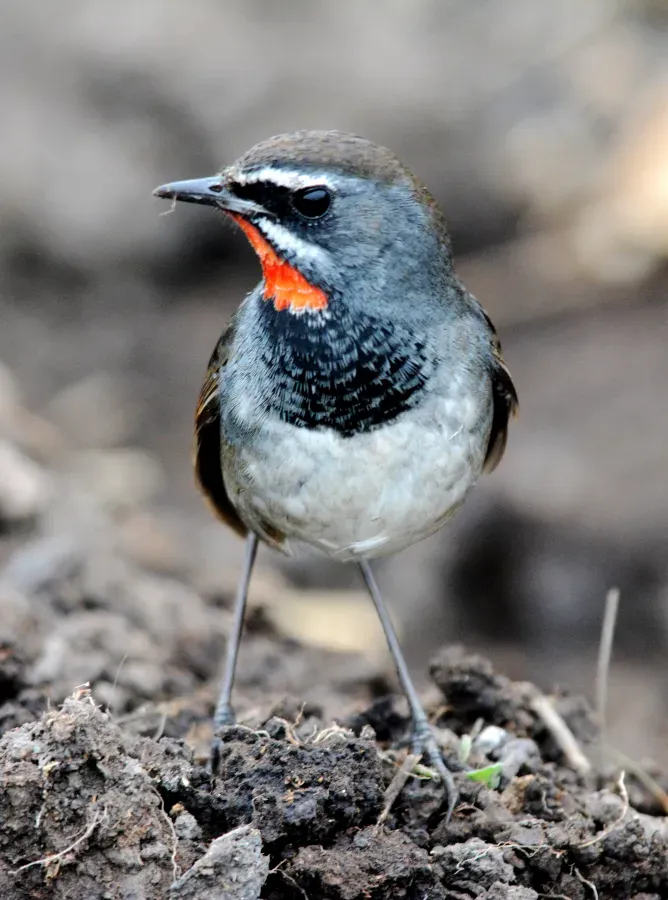 File:Chinese Rubythroat Calliope tschebaiewi, male, Loktak Lake, Manipur DSC 8987 (04).jpg