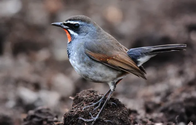 File:Chinese Rubythroat Calliope tschebaiewi, male, Loktak Lake, Manipur DSC 8987 (08).jpg
