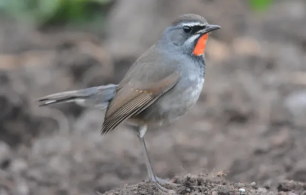 File:Chinese Rubythroat Calliope tschebaiewi, male, Loktak Lake, Manipur DSC 8987 (10).jpg