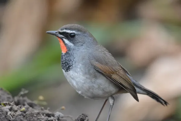 File:Chinese Rubythroat Calliope tschebaiewi, male, Loktak Lake, Manipur DSC 8987 (14).jpg