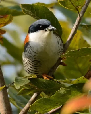 File:Himalayan Cutia Cutia nipalensis by Dr. Raju Kasambe (2).jpg