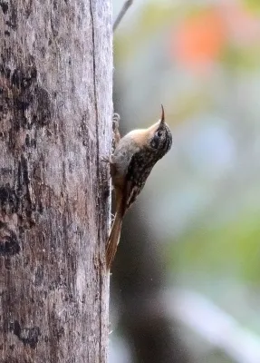 File:Manipur Treecreeper Certhia manipurensis by Raju Kasambe.jpg