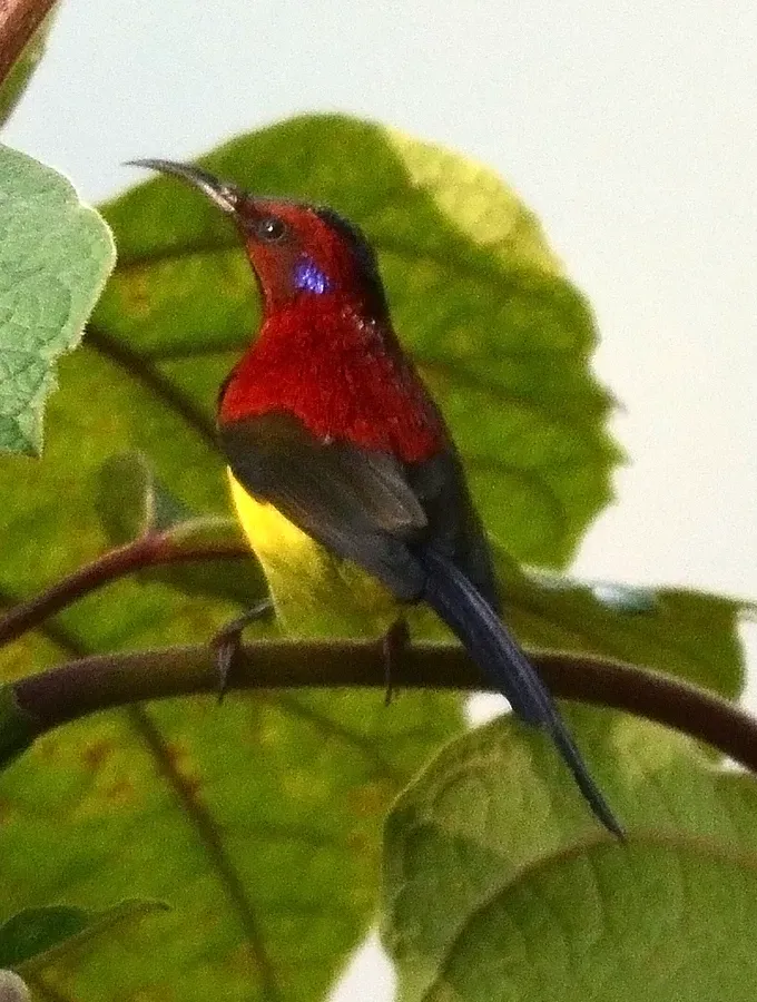 File:Mrs. Gould's Sunbird Aethopyga gouldiae Male by Dr. Raju Kasambe DSC 1567 (12).jpg