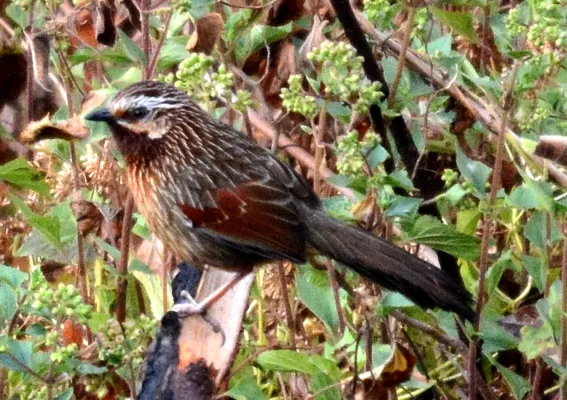 File:Striped Laughingthrush Trochalopteron virgatum by Dr. Raju Kasambe DSC 1524 (15).jpg