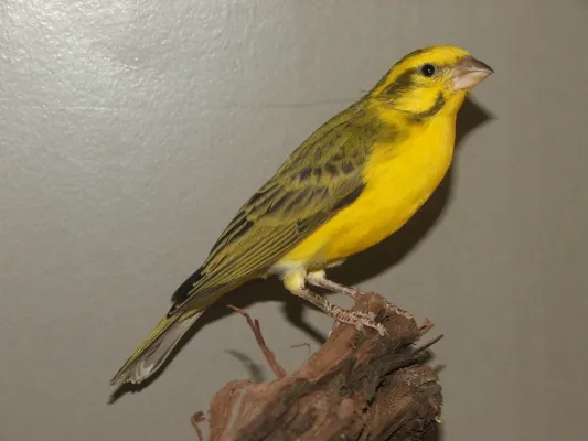 File:Crithagra dorsostriata - Fehérhasú csicsörke.JPG