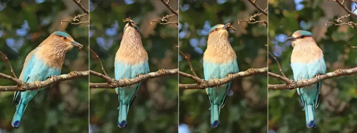 File:Indian roller (Coracias benghalensis benghalensis) composite.jpg