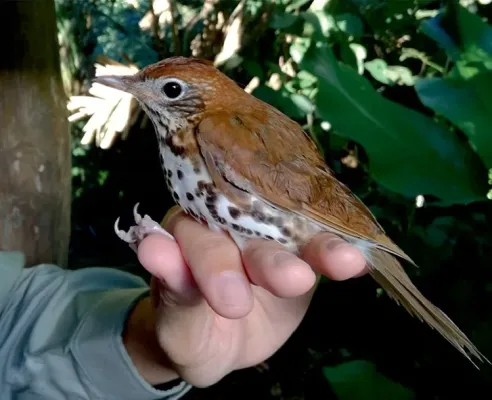 File:Catharus aurantiirostris.jpg