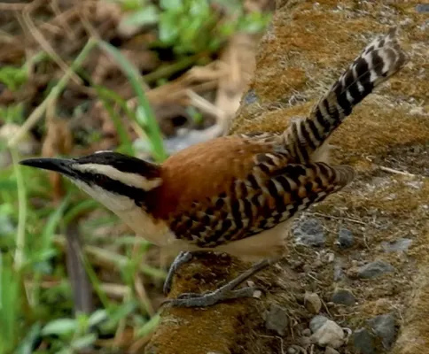 File:Campylorhynchus capistratus nicoyae.jpg