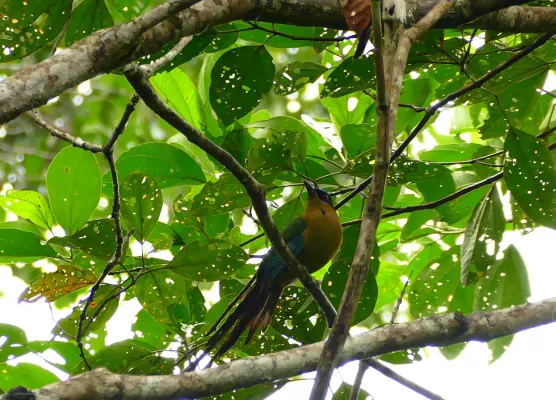 File:Amazonian Motmot (Momotus momota) (38484878185).jpg