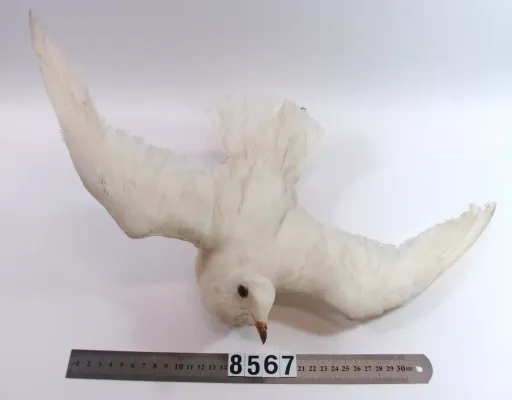 File:Pagodroma nivea (AM LB8567-3).jpg