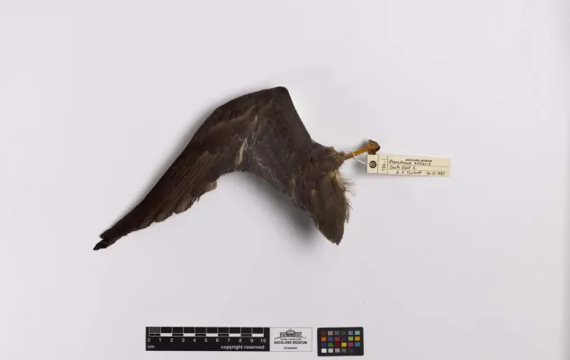 File:Pterodroma axillaris (AM LB736-4).jpg