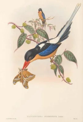 File:Tanysiptera nigriceps Sclater, 1877.jpg