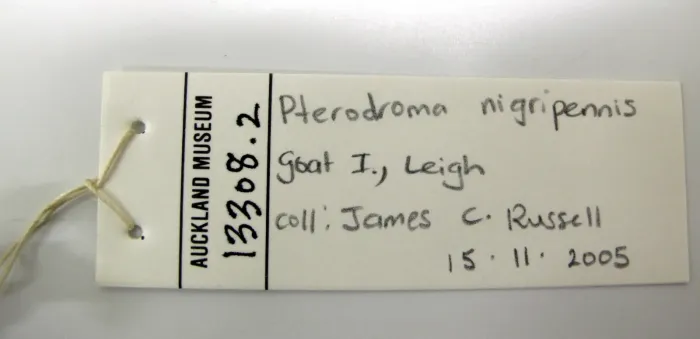 File:Pterodroma pycrofti (AM LB13308-6).jpg