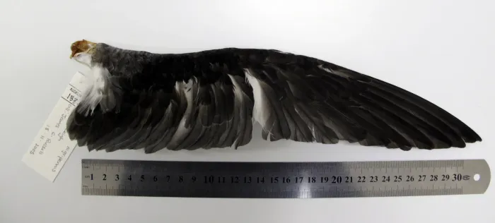 File:Pterodroma pycrofti (AM LB13308-5).jpg