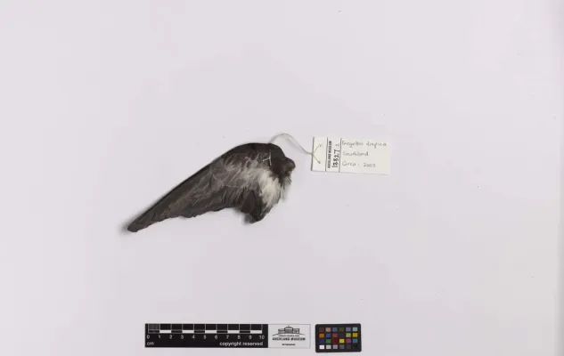 File:Fregetta tropica (AM LB13327-4).jpg