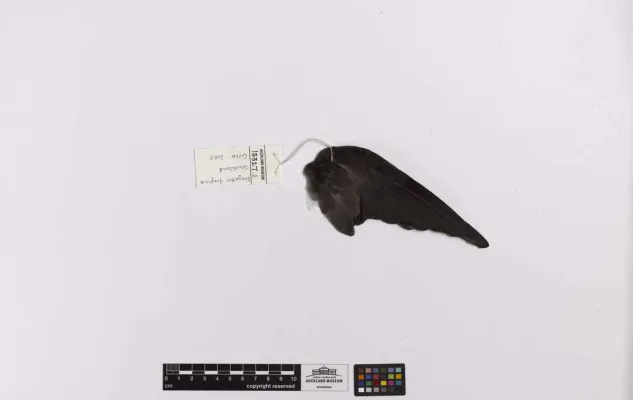 File:Fregetta tropica (AM LB13327-5).jpg