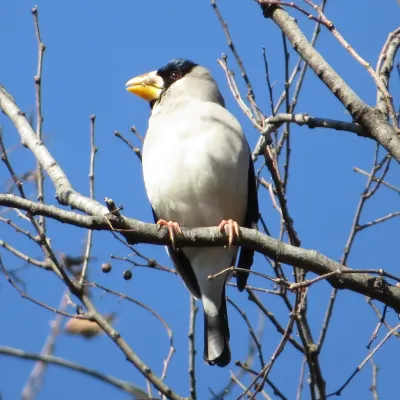 File:Eophona personata (on tree).jpg
