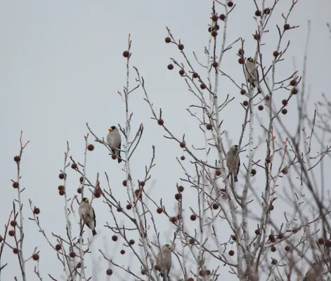 File:Eophona personata (flocks).jpg