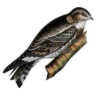 File:Chordeiles acutipennis texensisAQBIP06CA.jpg