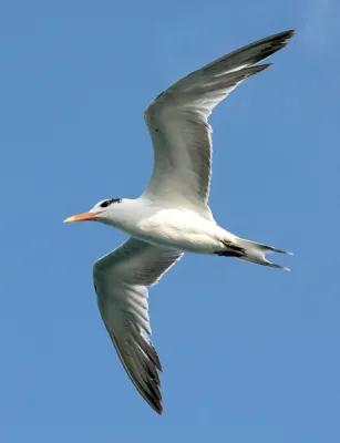 File:Thalasseus maximus flight.jpg
