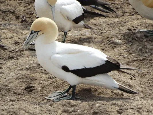 File:Cape Gannet - Morus capensis.JPG