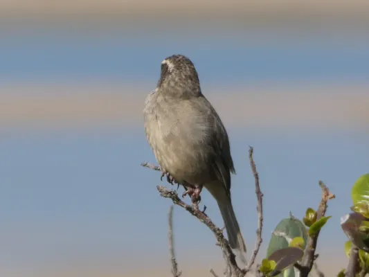 File:Crithagra gularis Witsand 02.jpg