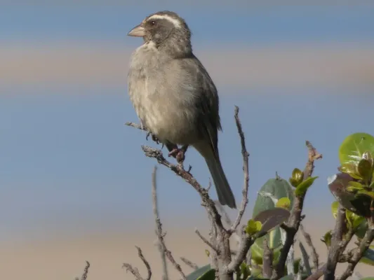 File:Crithagra gularis Witsand 01.jpg