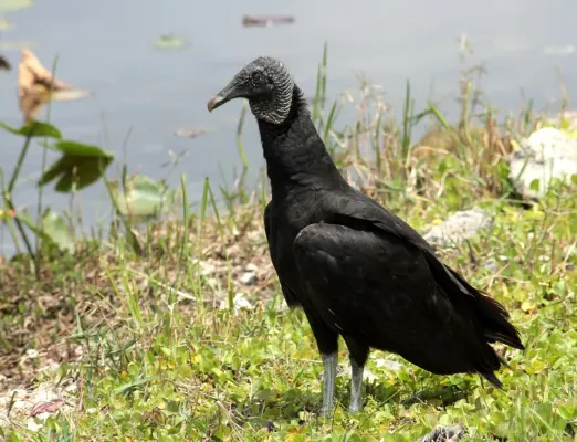 File:Coragyps atratus Miami-Dade FL.jpg