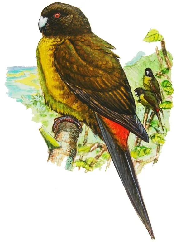 File:Cyanoramphus ulietanus.jpg