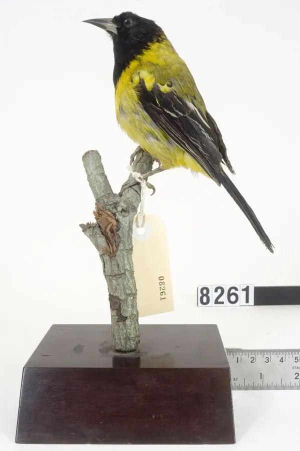 File:Icterus graduacauda (AM LB8261).jpg