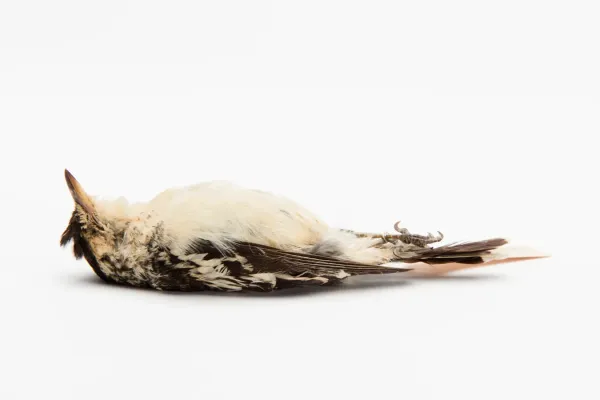File:Lalage maculosa maculosa (AM LB9613-5).jpg