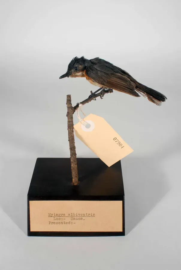File:Myiagra albiventris (AM LB7904).jpg