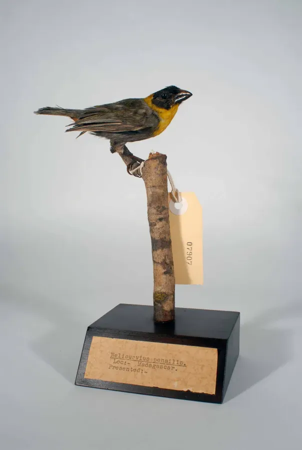 File:Ploceus nelicourvi (AM LB7907).jpg