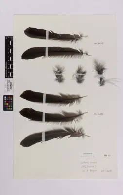 File:Callaeas wilsoni (AM LB11812).jpg