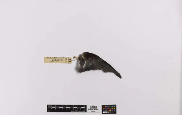 File:Garrodia nereis (AM LB37-4).jpg