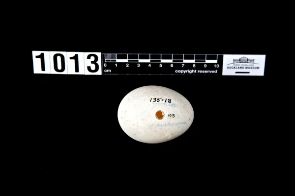File:Pterodroma neglecta (AM LB1013).jpg