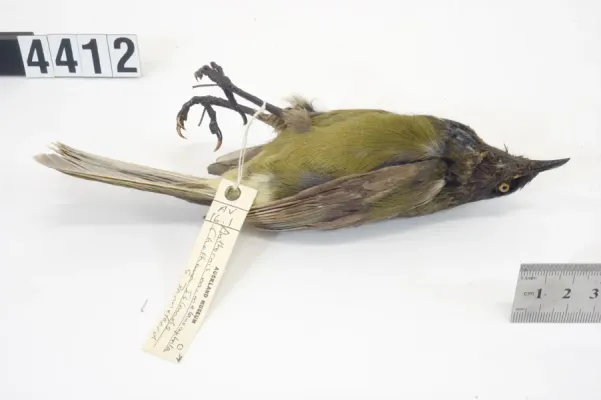 File:Anthornis melanocephala (AM LB4412-6).jpg