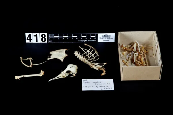 File:Puffinus assimilis (AM LB418).jpg