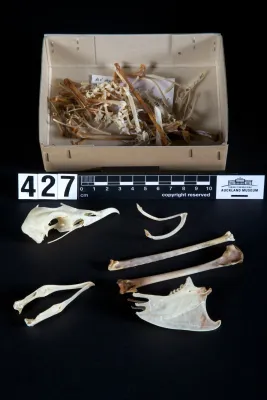 File:Pterodroma neglecta (AM LB427).jpg