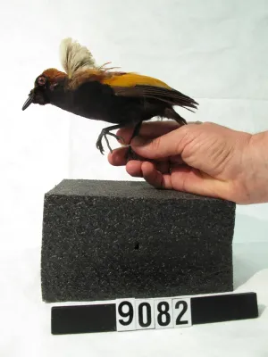 File:Diphyllodes magnificus (AM LB9082).jpg