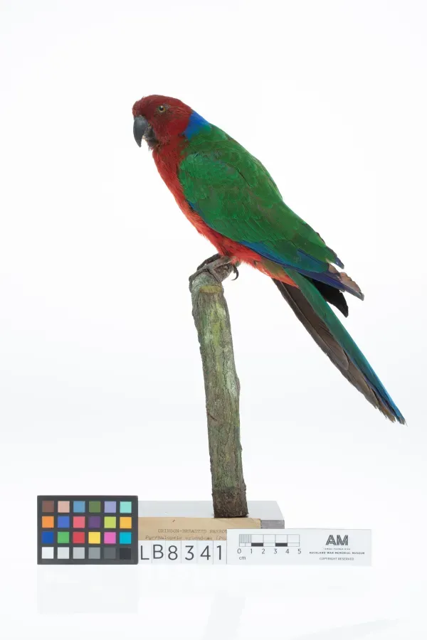 File:Prosopeia splendens (AM LB8341-6).jpg