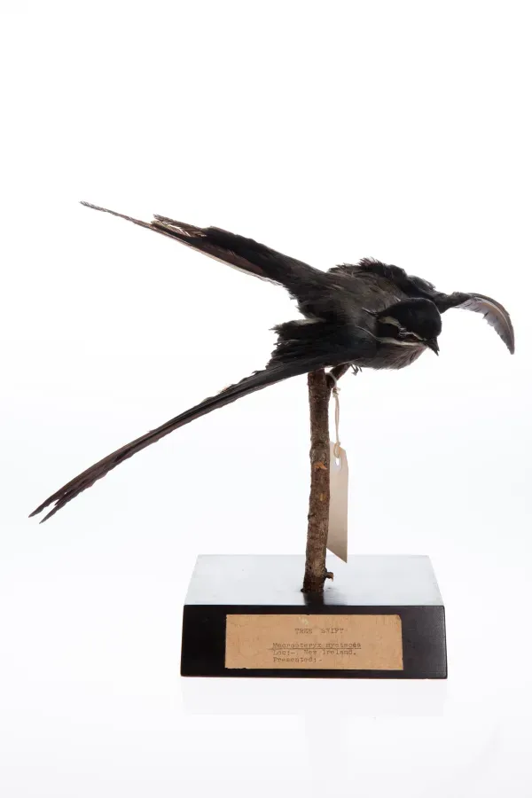 File:Hemiprocne mystacea (AM LB7878-1).jpg