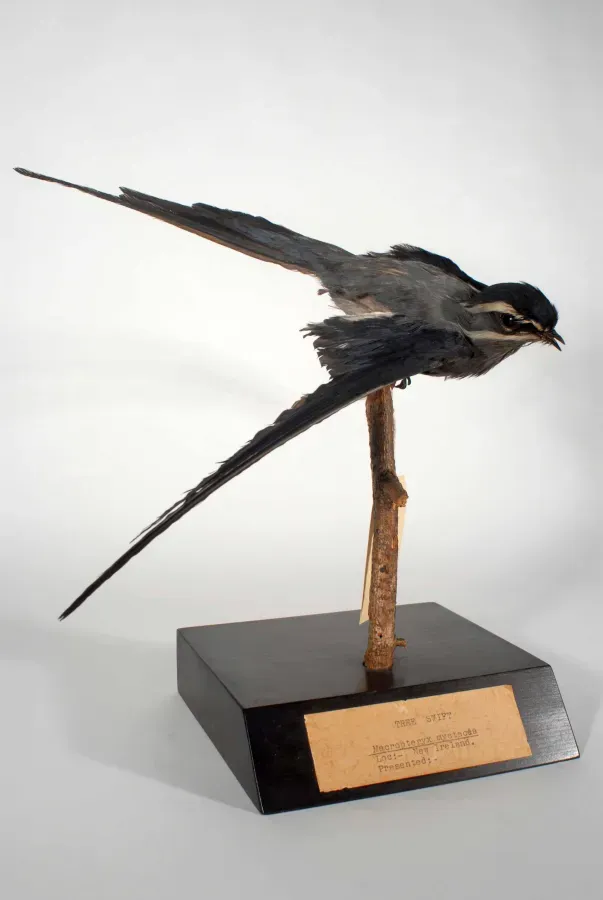 File:Hemiprocne mystacea (AM LB7878-4).jpg