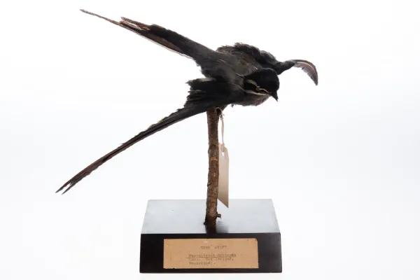 File:Hemiprocne mystacea (AM LB7878-2).jpg