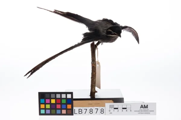 File:Hemiprocne mystacea (AM LB7878-3).jpg