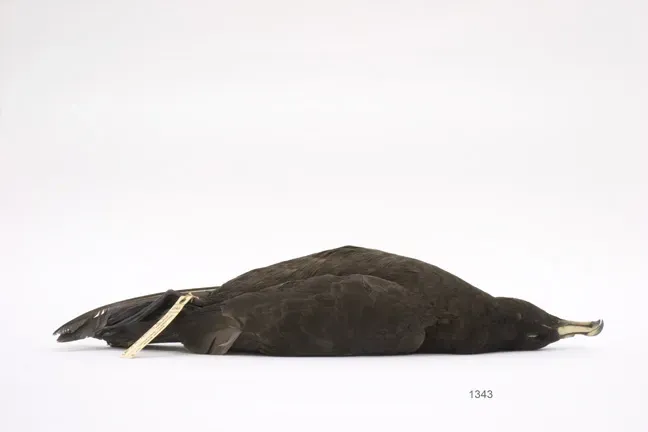 File:Procellaria parkinsoni (AM LB1343-5).jpg