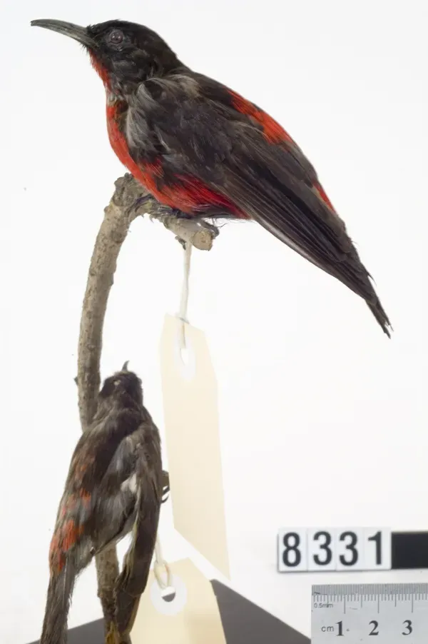 File:Myzomela cardinalis (AM LB8331).jpg