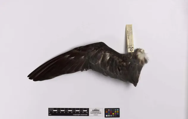 File:Pterodroma nigripennis (AM LB625-4).jpg