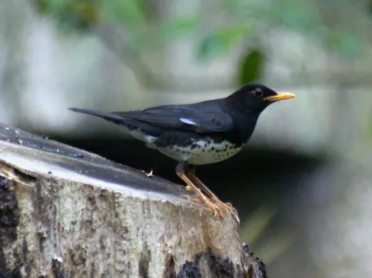 File:Turdus cardis2.jpg