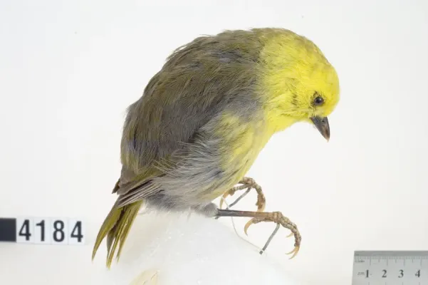 File:Mohoua ochrocephala (AM LB4184-1).jpg